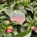 Helleborus HGC® SR Ice Breaker® Ruby