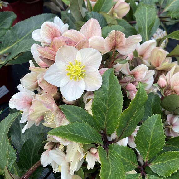 Helleborus HGC SR Shooting Star®