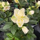 Helleborus niger 'Christmas Carol' 9cm pot - image 2