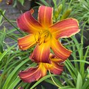 Hemerocallis Red Ribs