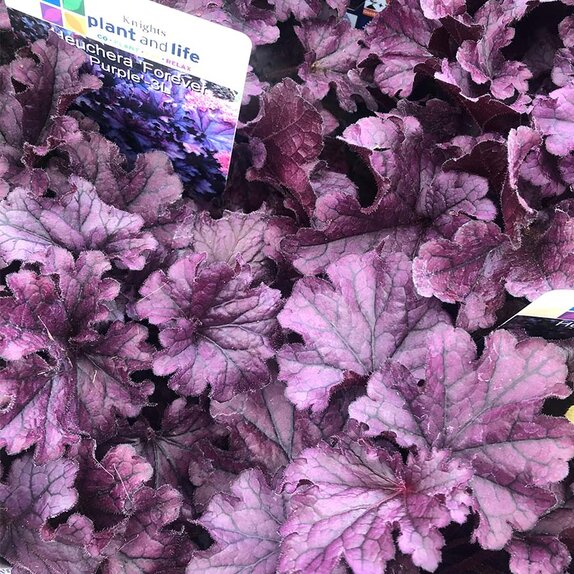 Heuchera Forever Purple - image 1