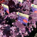 Heuchera Forever Purple - image 2