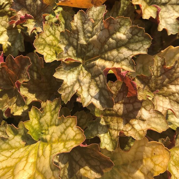 Heuchera Ginger Ale