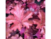 Heuchera Indian Summer Boysenberry 3 litre pot