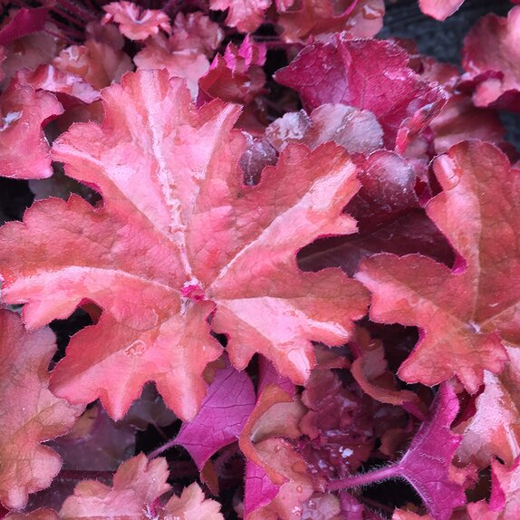 Heuchera Indian Summer Boysenberry