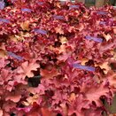 Heuchera Indian Summer Cranberry