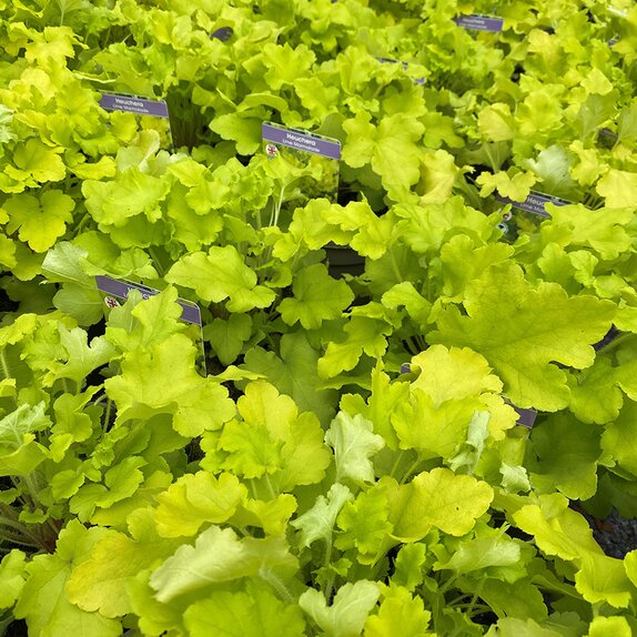 Heuchera Lime Marmalade