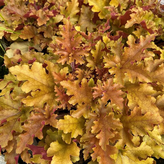 Heuchera Marmalade - image 1