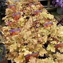 Heuchera Marmalade - image 2