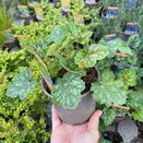 Heuchera Marvelous Marble 11cm pot