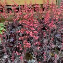 Heuchera Timeless Night