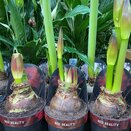 Hippeastrum 'Red Reality'