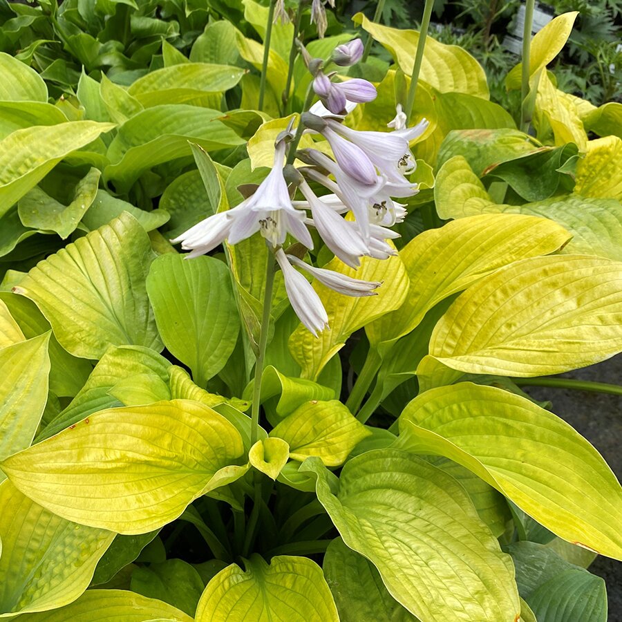 Hosta Fourteen Carats - Knights Garden Centres