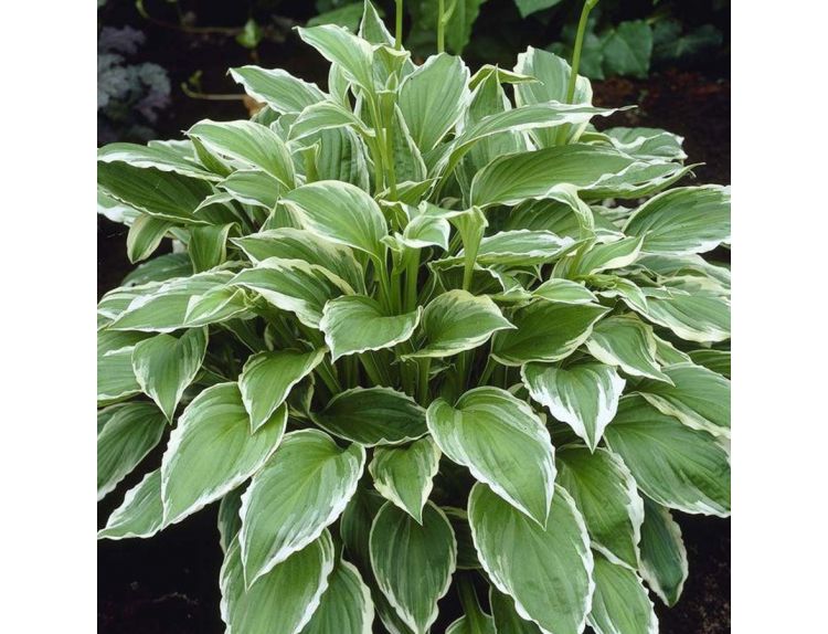 Hosta Undulata Albomarginata - Knights Garden Centres