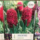 Hyacinth Woodstock