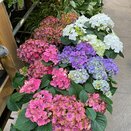 Hydrangea mac mixed colours