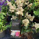 Hydrangea paniculata 'Living Infinity'®