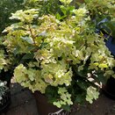 Hydrangea paniculata 'Switch' ®