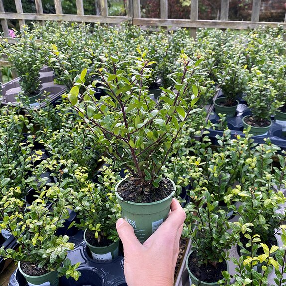 Ilex crenata 'Jenny' 