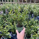 Ilex crenata 'Jenny' 