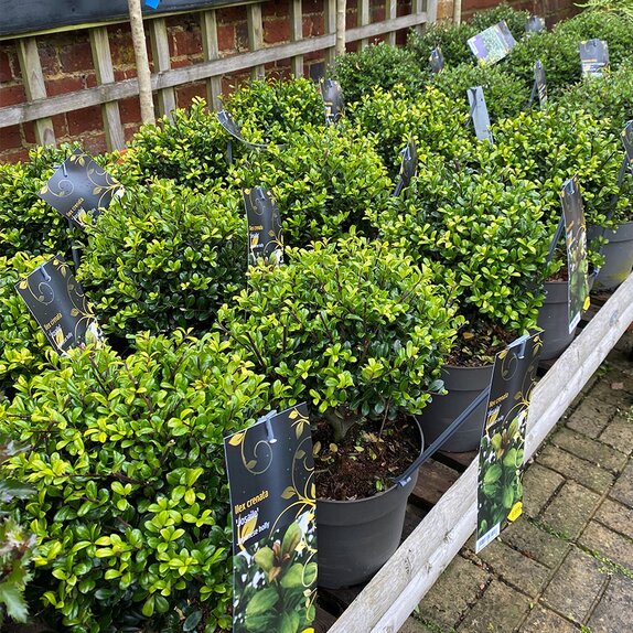 Ilex crenata 'Josaile'