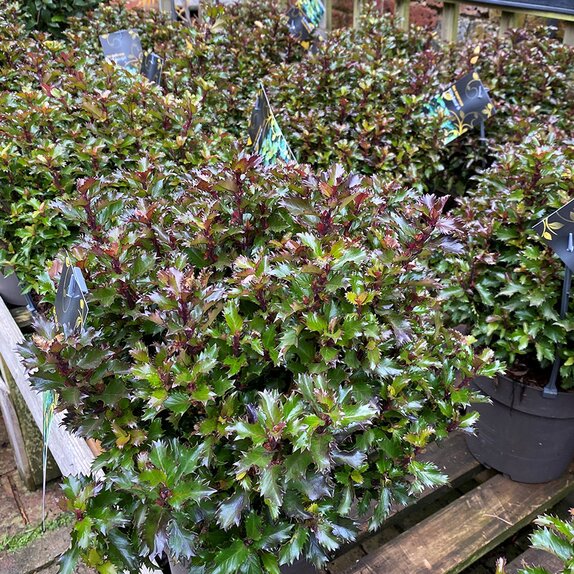 Ilex meserveae 'Little Rascal' ®