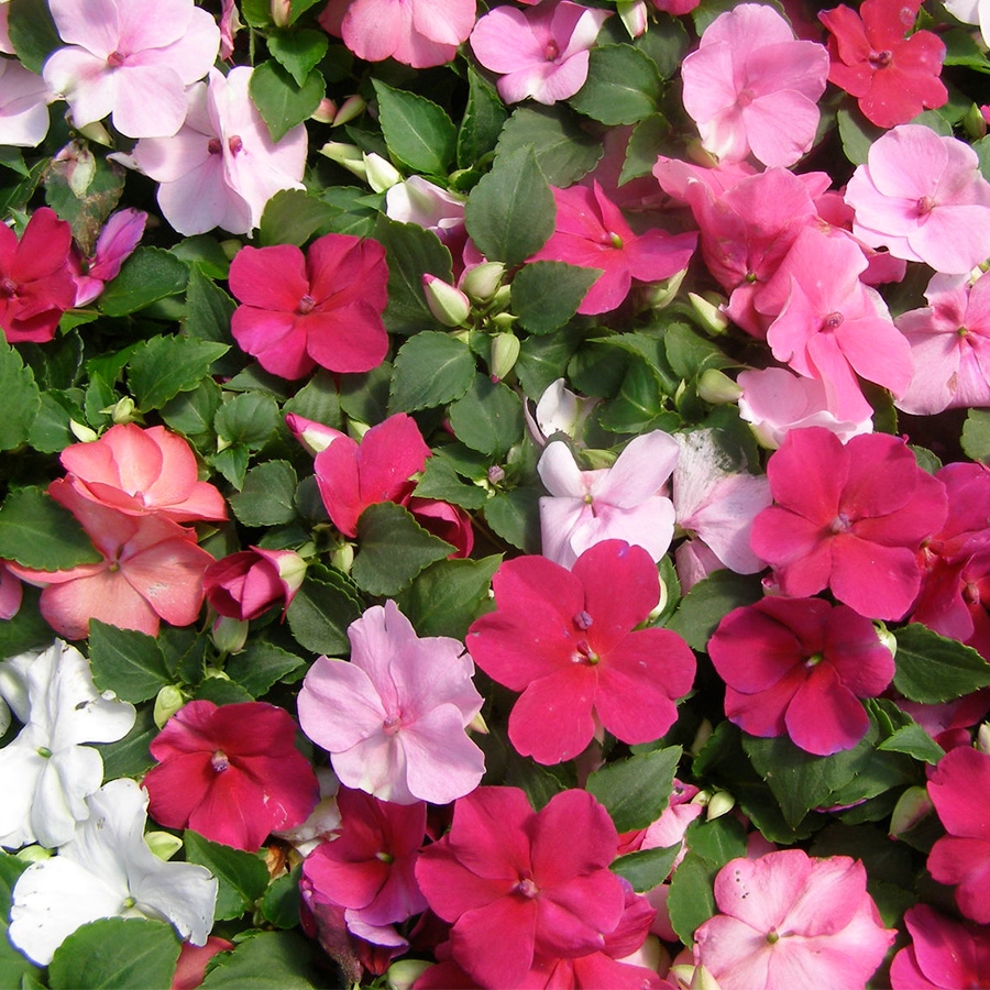 Impatiens Mixed 6 pack - Knights Garden Centres