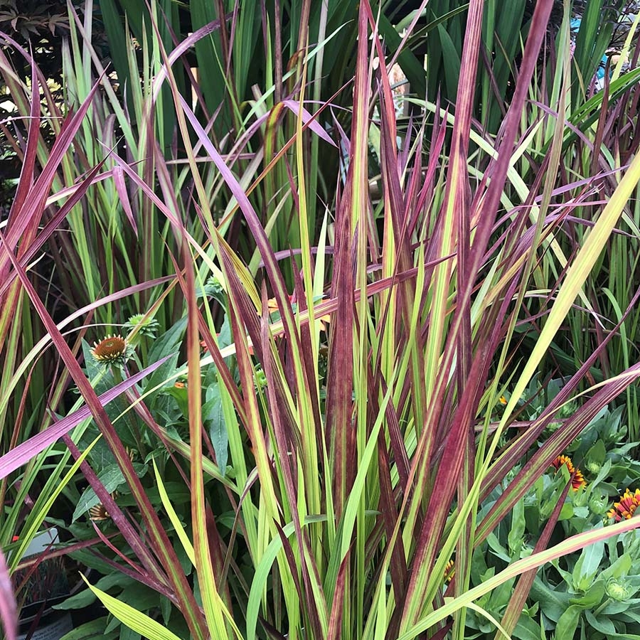 Imperata cyl. Red Baron - Knights Garden Centres