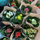 Kalanchoe blos. Mixed colours 6cm pot