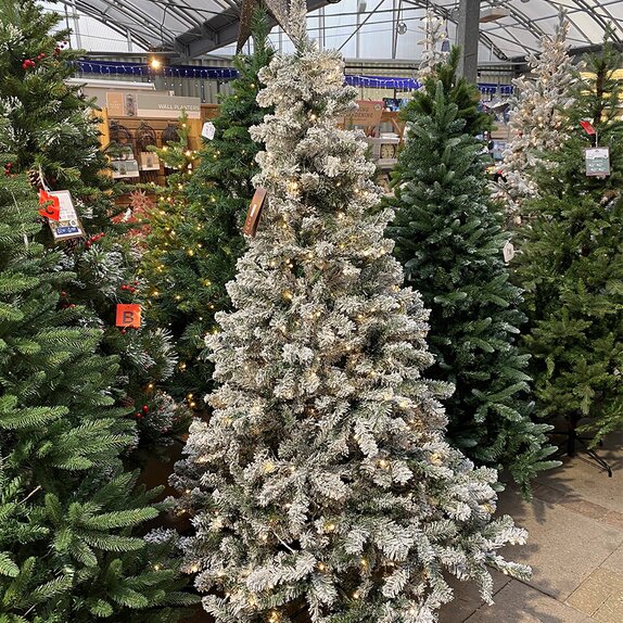 Kingsley Snowy Pine Pre-lit 2.1m