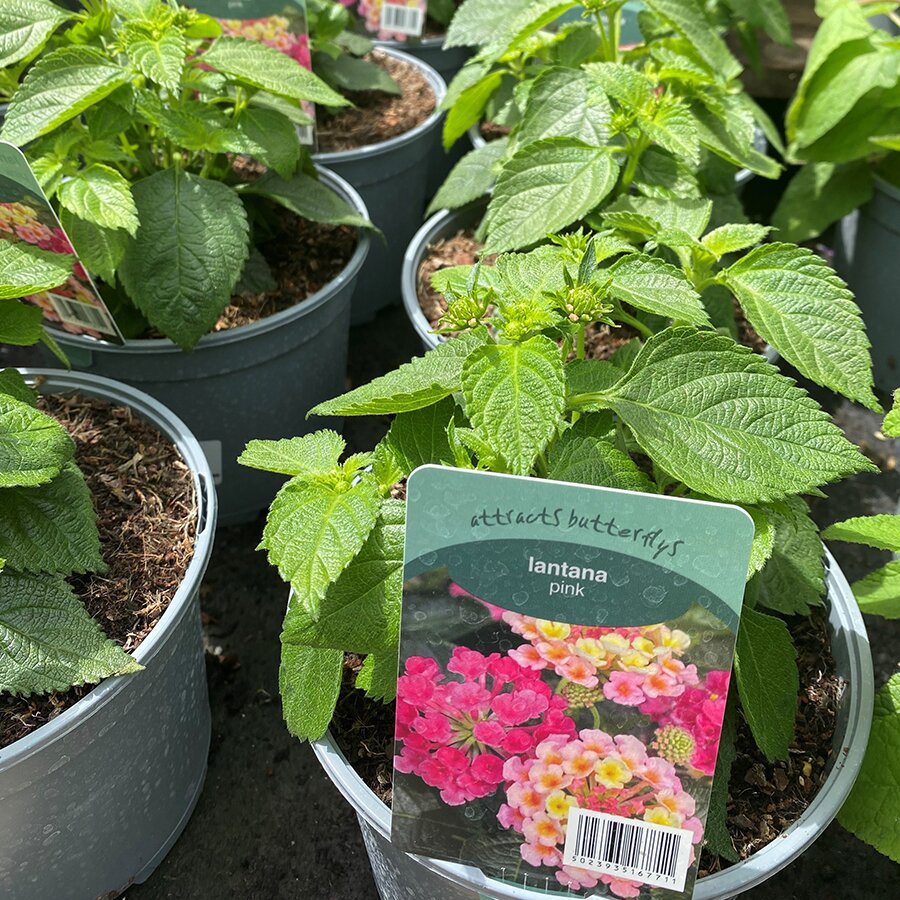 Lantana Pink - Knights Garden Centres