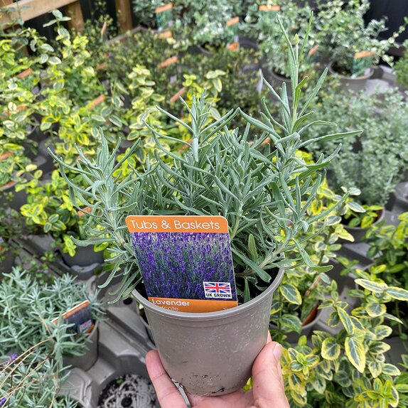 Lavender Hidcote 11cm pot