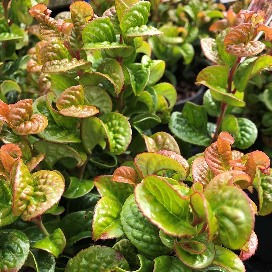 Leucothoe Curly Red - Knights Garden Centres