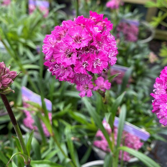 Lychnis Cherry Bubbles