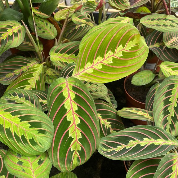 Maranta leuc. 'Fascinator'