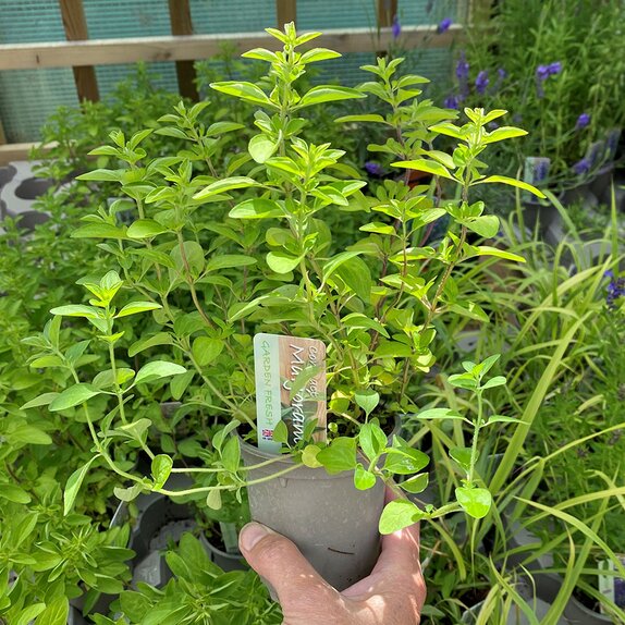 Marjoram Compact 9cm pot