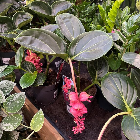 Medinilla magnifica 'Lambada' 