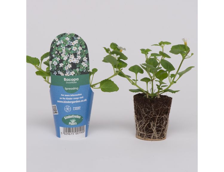 Mini Starter Plant Bacopa Snowflake - image 1