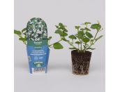 Mini Starter Plant Bacopa Snowflake - image 1