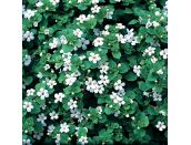 Mini Starter Plant Bacopa Snowflake - image 2