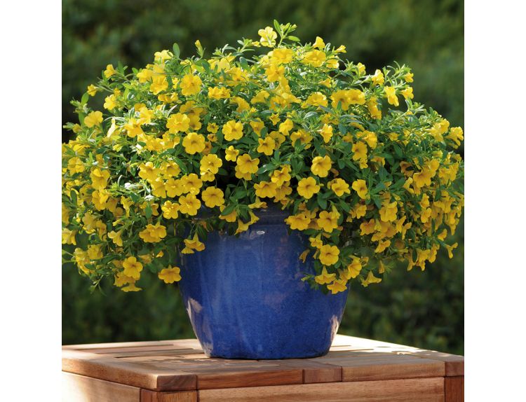 Mini Starter Plant Calibrachoa Cabaret Deep Yellow