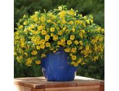 Mini Starter Plant Calibrachoa Cabaret Deep Yellow