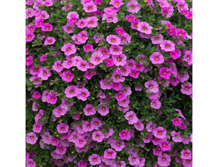 Mini Starter Plant Calibrachoa Cabaret Light Pink