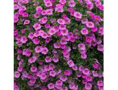 Mini Starter Plant Calibrachoa Cabaret Light Pink