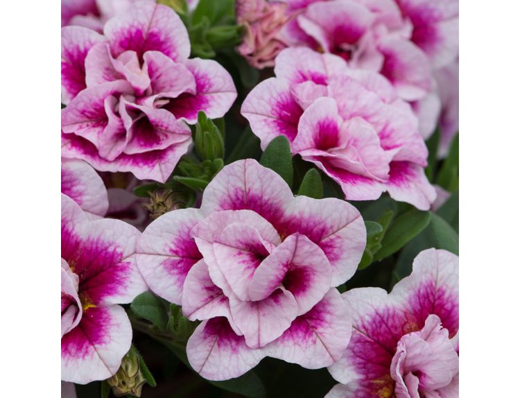 Mini Starter Plant Calibrachoa Can Can DBL Pinktastic