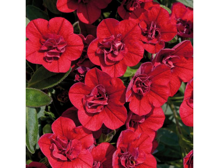 Mini Starter Plant Calibrachoa Can Can DBL Red