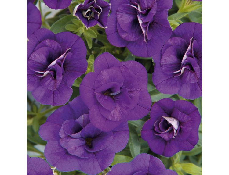 Mini Starter Plant Calibrachoa Can Can Double Blue