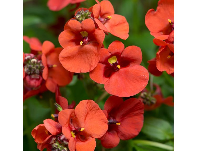 Mini Starter Plant Diascia Diamond Dark Orange