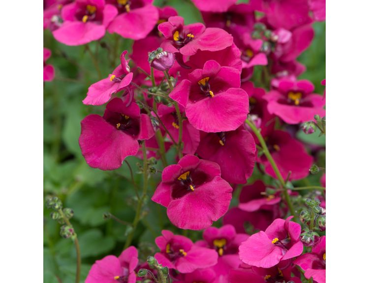 Mini Starter Plant Diascia Diamond Fuchsia