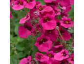 Mini Starter Plant Diascia Diamond Fuchsia